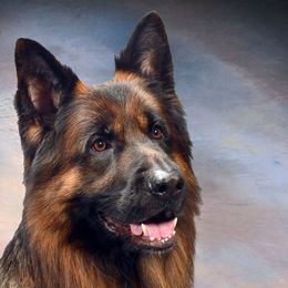 German Shepherds and Miniature Bull Terriers from Romp N' Run Ranch