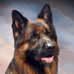 German Shepherds and Miniature Bull Terriers from Romp N' Run Ranch
