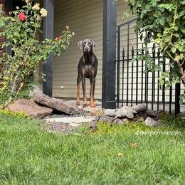 Doberman Pinscher All Grown Up from Morgan Doberman Kennel