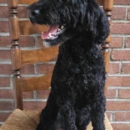 Luna - Black female Goldendoodle puppy in Rochester, New York from Yankee Doodle Doggies