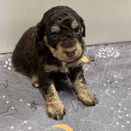 Tennessee - Red tri-color female Aussiedoodle puppy in Heber City, Utah from Junipersdoodles