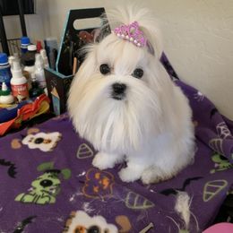 Ella - Maltese