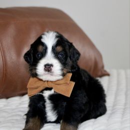 Blitzen -TRI COLOR - Tri-color male Bernedoodle puppy in Apple Creek, Ohio from Arlene Hershberger