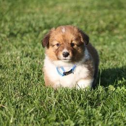 Pembroke Welsh Corgi Puppies from Willow Creek Corgis