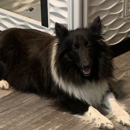 Meeshka - Shetland Sheepdog