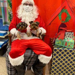 Yorkshire Terrier Puppies from Wild Azalea Yorkies on FB