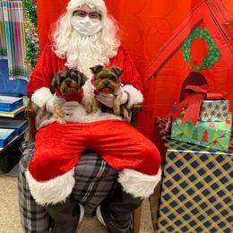 Yorkshire Terrier Puppies from Wild Azalea Yorkies on FB
