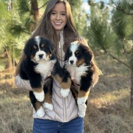 Bernese Mountain Dog Puppies from Faith’s Bernese