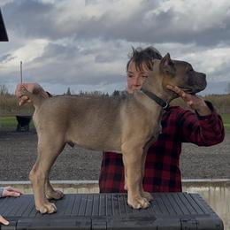 Boy 1 - male Cane Corso puppy in Dayton, Oregon from BlackStar Cane Corso