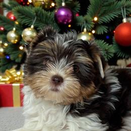 Mason - Chocolate tan and white male Biewer Terrier puppy in Oklahoma from Rocky Oak Cavaliers & Biewer Terriers LLC