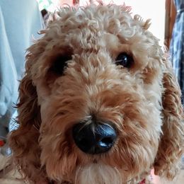 Goldendoodle Puppies from Two Ps in a Pod