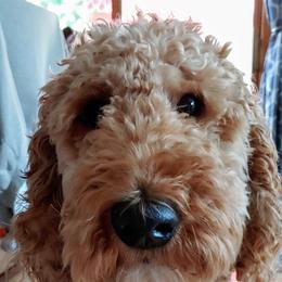Goldendoodle Puppies from Two Ps in a Pod