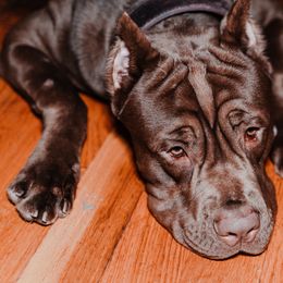 Cane Corso All Grown Up from Family Corso Kennels