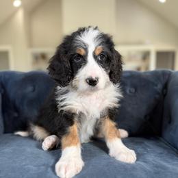 Mint - Tri-color male Bernedoodle puppy in Indiahoma, Oklahoma from Farm Fresh Doodles