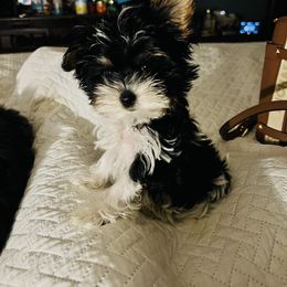 Biewer Terrier, Maltese, and Morkie Puppies from Jenn’s Georgia Morkies and Biewer Terriers