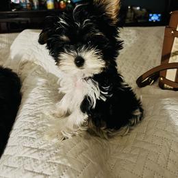 Biewer Terrier, Maltese, and Morkie Puppies from Jenn’s Georgia Morkies and Biewer Terriers