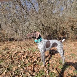 German Shorthaired Pointers from Stevens Shorthairs