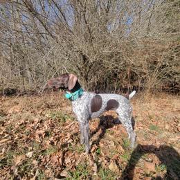 German Shorthaired Pointers from Stevens Shorthairs