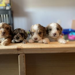 Aussiedoodle Puppies from CF Aussiedoodles