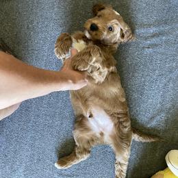 Goldendoodle Puppies from Beck Kennel