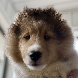 Bullmastiff and Shetland Sheepdog Puppies from RCS Kennels