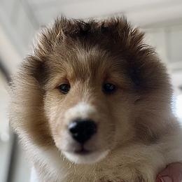 Bullmastiff and Shetland Sheepdog Puppies from RCS Kennels