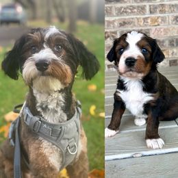 Aussiedoodle Puppies from A Dose Of Doodle