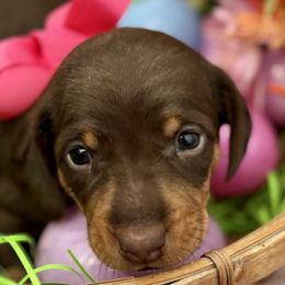 Dachshunds from Wolverweenies