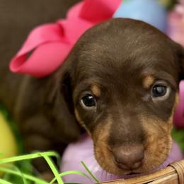 Dachshunds from Wolverweenies