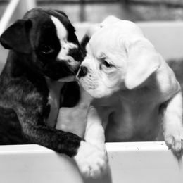 Boxer puppies from Carrie's Boxers