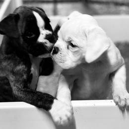 Boxer puppies from Carrie's Boxers