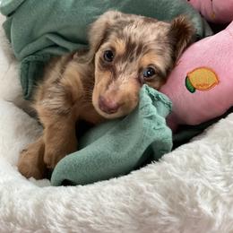 Dachshund Puppies from Lone Star Dachshunds