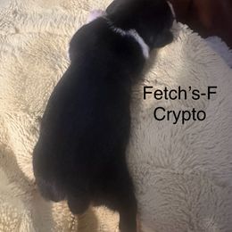Crypto - White black and tan female Rat Terrier puppy in Lodi, California from Top Shelf Rat Terriers