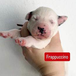 Frappuccino - LUA long coat - White and black male Dalmatian puppy in Davenport, Florida from Sunny Jewels Dalmatians