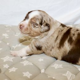 Miniature Australian Shepherd Puppies from Raised Right Pups