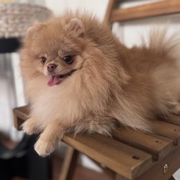 Honey - Chocolate sable female Pomeranian puppy in Bonadelle Ranchos, California from Strawberry Pom Poms