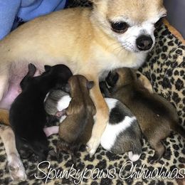 Chihuahua Puppies from Spunkypaws Chihuahuas