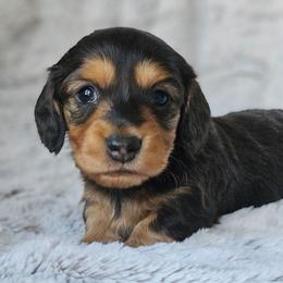 Juniper - Black and tan male Dachshund puppy in Pasco, Washington from Loyal Lil Dachshunds