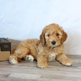 Bernedoodle puppies from Gold Diamond Pup