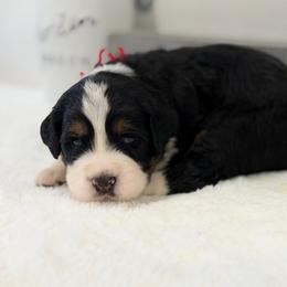 Mr. Scout - Tri-color male Bernedoodle puppy in Hegins, Pennsylvania from Bubbling Springs Doodles, LLC