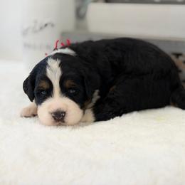 Mr. Scout - Tri-color male Bernedoodle puppy in Hegins, Pennsylvania from Bubbling Springs Doodles, LLC