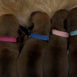 Brussels Griffons from Andria Satero