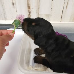 Bernedoodle and Goldendoodle Puppies from Sukisdoodles