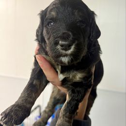 Turkey - Phantom male Goldendoodle puppy in Everett, Washington from Pawlydoodles