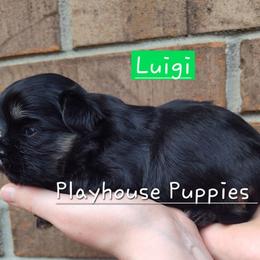 Luigi - Black and tan male Shih Tzu puppy in Lebanon, Missouri from Playhouse Puppies