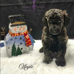 Maple - Brindle male Poodle puppy in Mancelona, Michigan from Lavender poodles & doodles