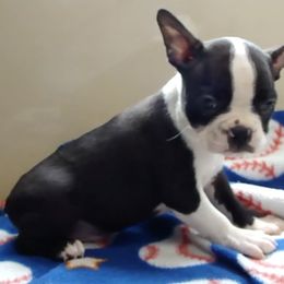 Driver - Red male Boston Terrier puppy in Powell Butte, Oregon from RVF Boston Terriers