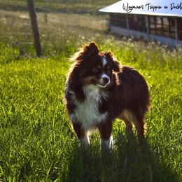 DD - Toy Australian Shepherd
