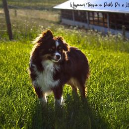DD - Toy Australian Shepherd