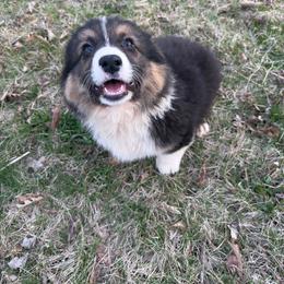 Reserved DobbyDan - Black and tan male American Corgi puppy in Heyworth, Illinois from Schumaker Corgis